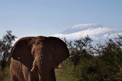 porini-amboseli-camp-gallery-image-35-1445003114