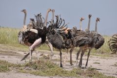 Ostriches