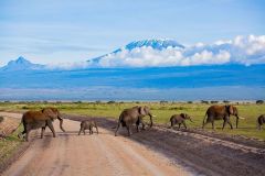 elephants-crossing