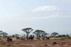 game-viewing-at-amboseli-serena