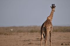 giraffe