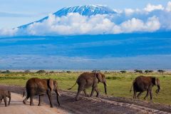 kilimanjaro-and-wildlife