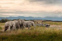 Angama-Amboseli-Safari-with-Elephant-Herd-photographed-by-Dook