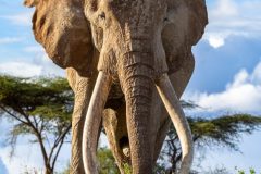 Angama-Amboseli-Super-Tusker-Elephant-photographed-by-Sammy-Njoroge