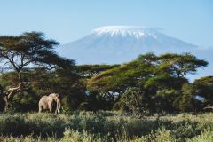 Angama-Amboseli-photographed-by-Jeremy-Goss-—-Super-Tusker-Elephant