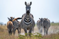 Angama-Amboseli-zebra