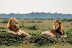 TNW_03_11_2018_-male-Lions_zejkyg