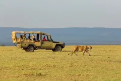 basecamp-masai-mara-game-drive