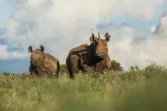 Borana-lodge-The-Safari-Collection-Rhino
