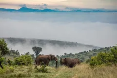 Borana-lodge-The-Safari-Collection-Wildlife