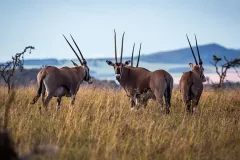 Gallery-BORANA_LODGE_Laikipia_A-herd-of-Oryx-in-Borana-Conservancy