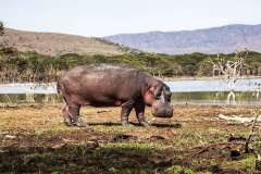 hippo-on-lake-shore