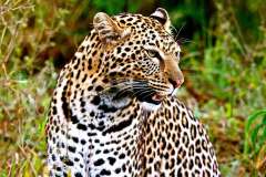 maridadi-the-leopard