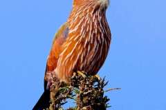 rufus-crowned-roller