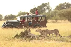 Safari-game-drives