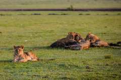 big-cats-of-the-savannah