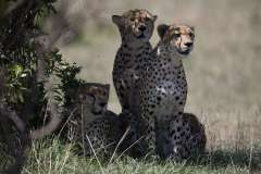 wildlife-in-masai-mara