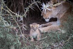 A-newborn-Lion-cub-1024x551