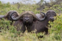 Ekorians-Mugie-Camp-african-cape-buffalos-1024x551