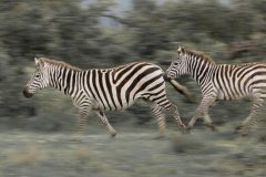 Ekorians-Mugie-Camp-burchell1s-Zebra-1024x551