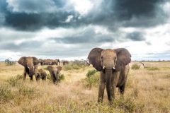 Ekorians-Mugie-Camp-elephants-1024x551