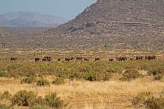 0-elephant-bedroom-camp