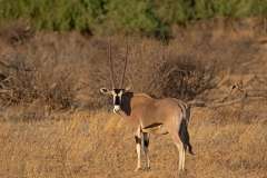 elephant-bedroom-camp-oryx