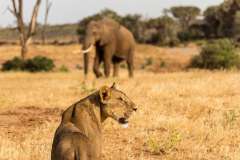 elephant-bedroom-camp6