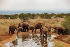 elephants-1