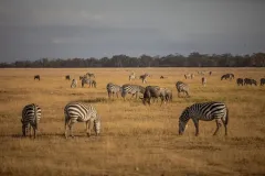 wildlife