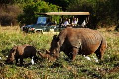 rhino-sanctuary