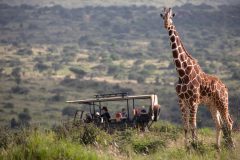 elewana-loisaba-lodo-springs-activities-wildlife-gamedrive-girraffe78425DAE-C929-077F-40F9-7AD50BB9A98B
