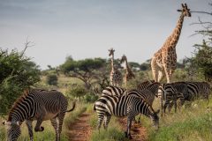 elewana-loisaba-lodo-springs-activities-wildlife-zebras-girraffesC417DB04-6F3A-B96B-CC53-D34EE73694EB