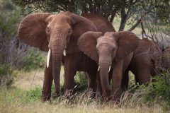 loisaba-tented-camp-wildlife-elephant-family-c-silverless5D7BA46A-B993-DB35-A3F6-22A1F1A56F9F