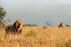 nairobi-national-park_boys