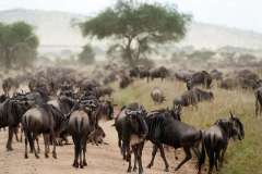 enkewa-mara-camp-wildebeast