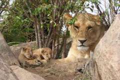 new-born-lion-cubs