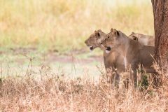 Lions-s