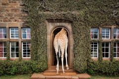 giraffe-manor-477842-original
