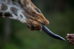 giraffe-manor-477862-original