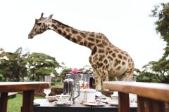giraffe-manor-477864-original