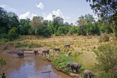 Eles_and_Hippos_at_PC__MG_0660