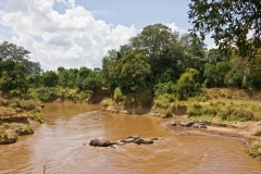 Eles_crossing_river_at_PC__MG_0670