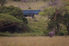 Kicheche-Mara-wildlife-sighting-from-camp-1024x576