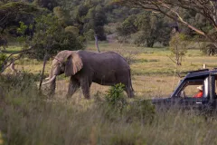 Kicheche-Masai-Mara-Safari-Elephant