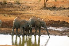 waterhole