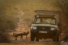 LWC_AlbieV_Activities-Laikipia_Wilddog_Viewing_