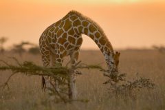 LWC_ReticulatedGiraffeeating