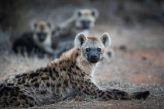 LWC_WillB_Spottedhyenasresting