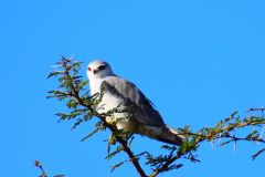 black-crowned-tchagra